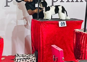 Talento de Candeias se destaca no Campeonato de Grooming da Bahia! 🏆