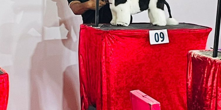 Talento de Candeias se destaca no Campeonato de Grooming da Bahia! 🏆