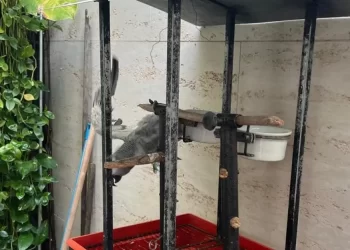 OPERAÇÃO VOO LIVRE II: PF deflagra operação de combate ao tráfico de animais em Lauro de Freitas