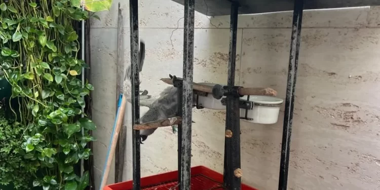 OPERAÇÃO VOO LIVRE II: PF deflagra operação de combate ao tráfico de animais em Lauro de Freitas