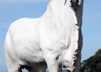 VULGO ‘LANÇADOR’: o maior ladrão de gado de Candeias é morto após confronto com a polícia