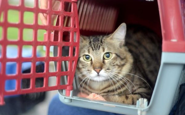 Animais de estimação terão carteira de identidade nacional a partir de 2025