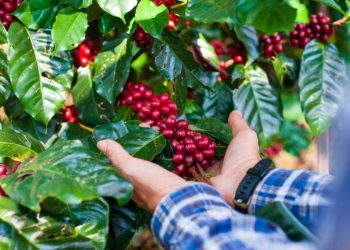 Preço do café atinge maior valor em 28 anos