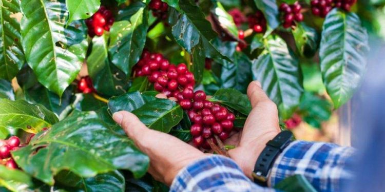 Preço do café atinge maior valor em 28 anos