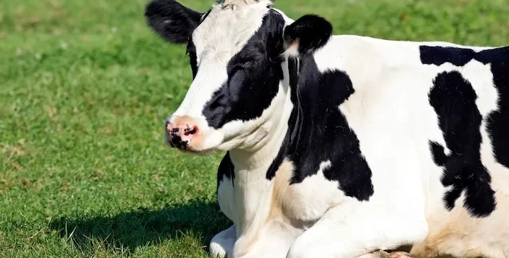 Homem tenta estuprar vaca, leva coice e morre no Distrito Federal