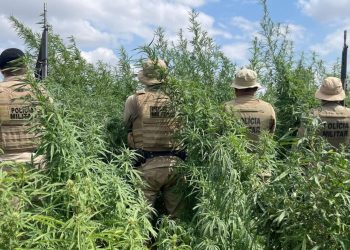 MEGAOPERAÇÃO: Policia Militar destrói 65 mil pés de maconha no interior da Bahia