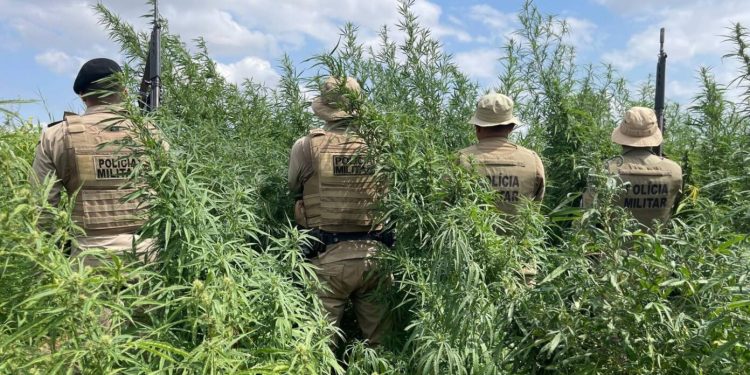 MEGAOPERAÇÃO: Policia Militar destrói 65 mil pés de maconha no interior da Bahia