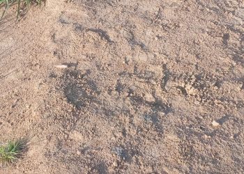 Homem é encontrado morto com marcas de tiro na cabeça em Candeias 