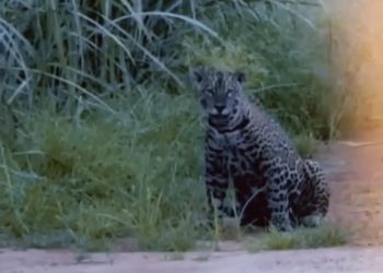 Vídeo de onça carregando cachorro pela boca e matando cavalo não foi gravado em São Francisco do Conde