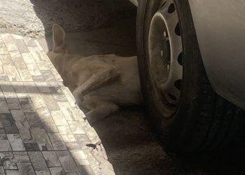 Suspeita de Envenenamento: Dois Cachorros Mortos em Candeias