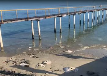 Centenas de arraias são encontradas mortas na Marina do Bonfim