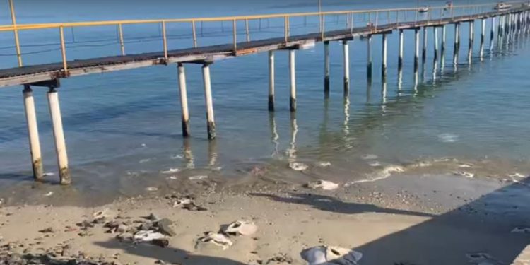 Centenas de arraias são encontradas mortas na Marina do Bonfim