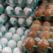 Preço dos ovos sobe até 40% no atacado e preocupa supermercados