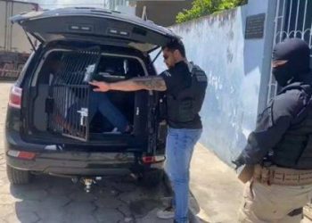 Serrinha: Homem é preso por bater em companheira com taca de cavalo