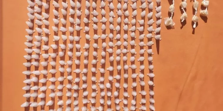 ‘Traficas’ dão no pé e deixam 300 pinos de cocaína pra trás no interior da Bahia