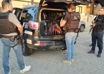 Barão do Jogo do Bicho é preso em mansão na Praia do Forte