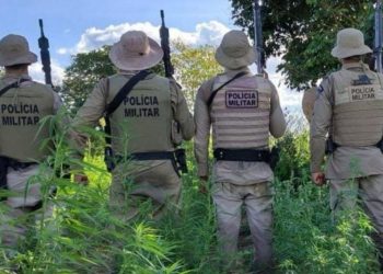Mais de 7 mil pés de maconha são erradicados pela PM em cidade da Bahia