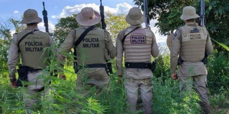 Mais de 7 mil pés de maconha são erradicados pela PM em cidade da Bahia