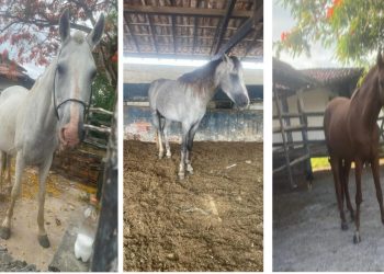 Nem os cavalos têm paz: três animais são furtados em haras no distrito de Candeias