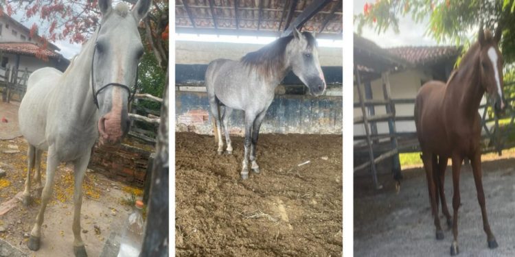 Nem os cavalos têm paz: três animais são furtados em haras no distrito de Candeias