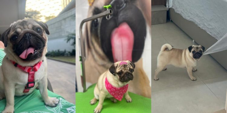 RG ANIMAL: governo federal lança cadastro nacional de animais domésticos; saiba detalhes