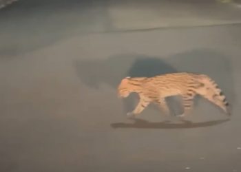 Felino silvestre é flagrado na Refinaria de Mataripe e intriga moradores