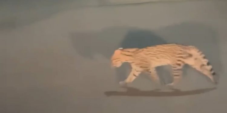 Felino silvestre é flagrado na Refinaria de Mataripe e intriga moradores