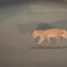 Felino silvestre é flagrado na Refinaria de Mataripe e intriga moradores