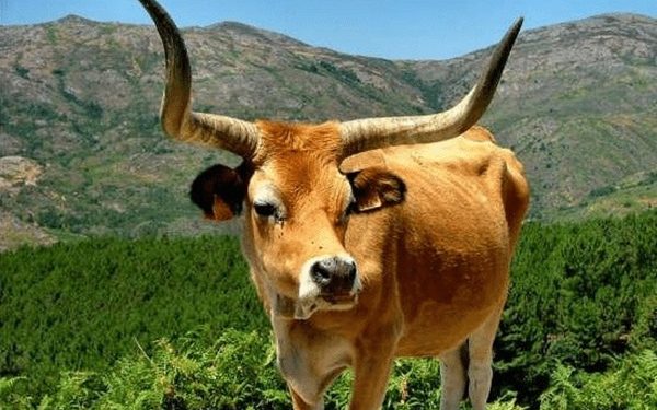 Dia do Corno: conheça a história por trás da data que virou motivo de piada no Brasil