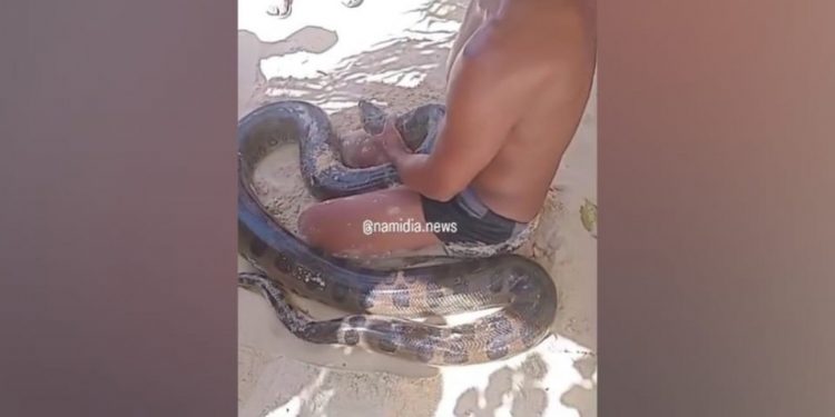 Sucuri de três metros é resgatada em praia na Bahia