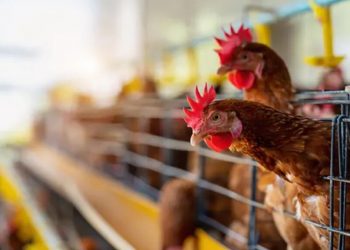 ALERTA: gripe aviária é detectada pela 1ª vez em granja comercial no Brasil