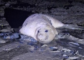 Veja mais imagens do leão-marinho visto em São Francisco do Conde