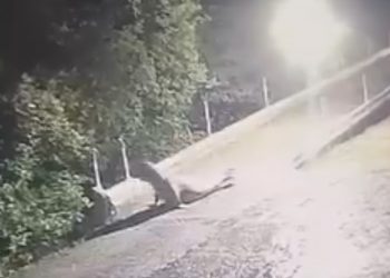 Leão-marinho é visto no distrito de Caípe, em São Francisco do Conde