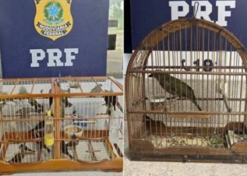 PRF apreende 23 aves silvestres transportadas ilegalmente na BR-116, em Vitória da Conquista