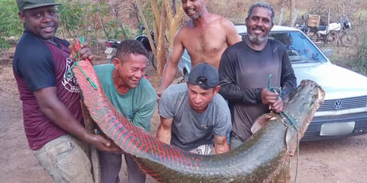 Pescadores capturam pirarucu de 92 kg e mais de dois metros na Bahia