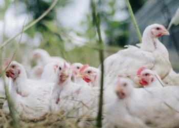 Brasil investiga novos focos de gripe aviária e enfrenta impacto nas exportações