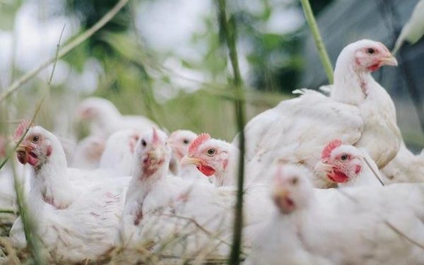 Brasil investiga novos focos de gripe aviária e enfrenta impacto nas exportações