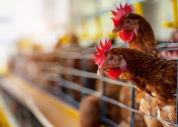 Governo investiga caso suspeito de gripe aviária em ave doméstica na Bahia