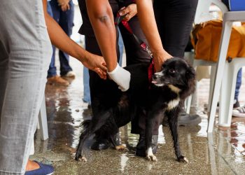Candeias: Campanha itinerante de vacinação de cães de gatos começa nesta quinta (10); confira cronograma