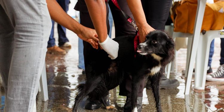 Candeias: Campanha itinerante de vacinação de cães de gatos começa nesta quinta (10); confira cronograma