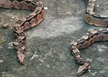 Duas jiboias são resgatadas pela PM em Salvador