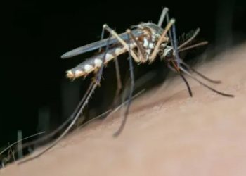 Casos de dengue no Brasil ultrapassam 1,5 milhão em 2025, mas caem 60% em relação a 2024