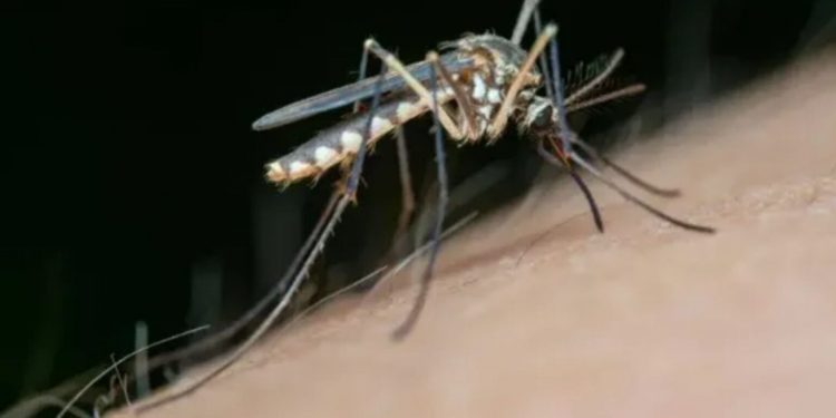 Casos de dengue no Brasil ultrapassam 1,5 milhão em 2025, mas caem 60% em relação a 2024