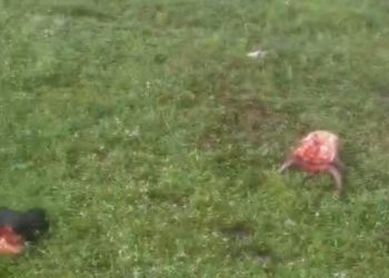  Criminosos invadem fazenda na BA-522 e abatem sete vacas prenhas