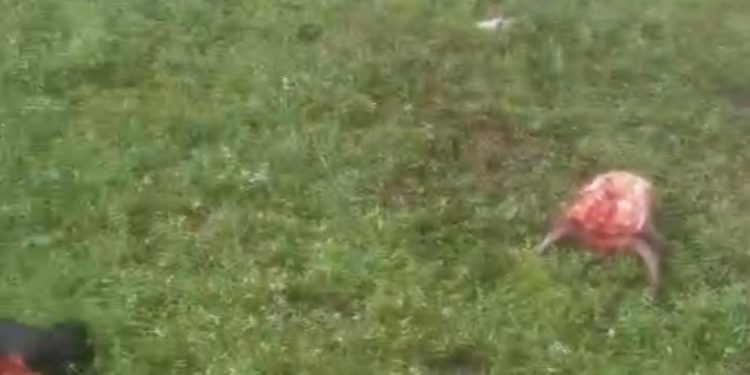 Criminosos invadem fazenda na BA-522 e abatem sete vacas prenhas