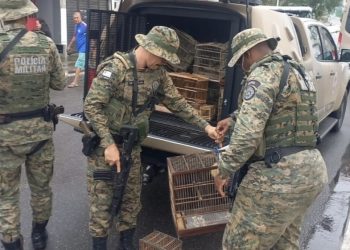Polícia ambiental apreende mais de 30 aves silvestres em Dias d’Ávila