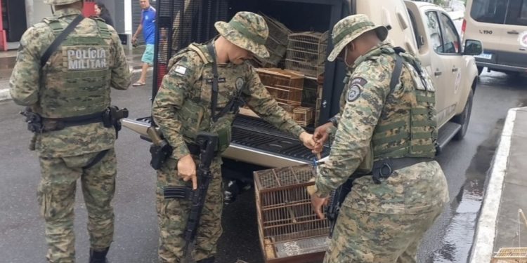 Polícia ambiental apreende mais de 30 aves silvestres em Dias d’Ávila