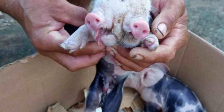 DUAS CABEÇAS: porco nasce com bicefalia em fazenda de Feira de Santana