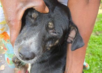 POLÍCIA CIVIL INDICIA HOMEM POR MATAR CÃO E DONO POR OMISSÃO DE CAUTELA EM SÃO FRANCISCO DO CONDE