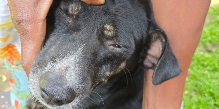 POLÍCIA CIVIL INDICIA HOMEM POR MATAR CÃO E DONO POR OMISSÃO DE CAUTELA EM SÃO FRANCISCO DO CONDE